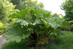 Фотофакт: у львівському ботсаду розцвіла унікальна рослина фото 1