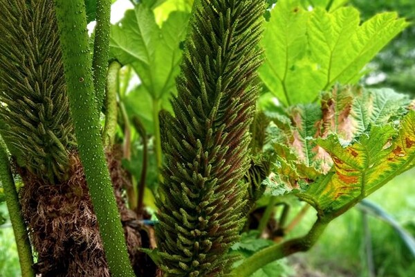 Фотофакт: у львівському ботсаду розцвіла унікальна рослина фото 3