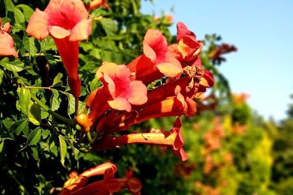 Атмосферні фото: у львівському ботсаду триває сезон цвітіння фото 10