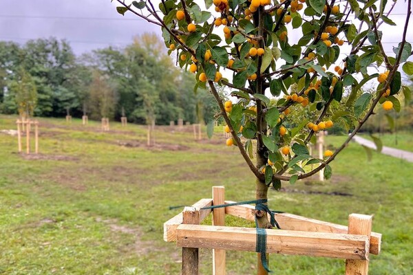 Як на старих фото: у Львові заклали великий яблуневий сад фото