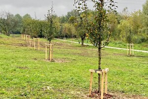 Як на старих фото: у Львові заклали великий яблуневий сад фото 4