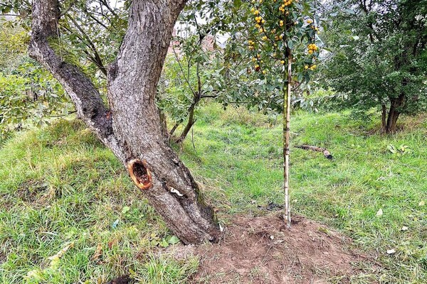 Як на старих фото: у Львові заклали великий яблуневий сад фото 7