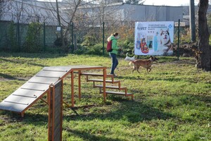 Як виглядає новий тренувально-вигульний майданчик для собак на Промисловій: фото фото 3
